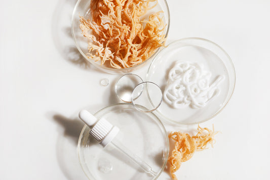 Cosmetic lab glassware with sea moss- marine ingredient formulation concept.